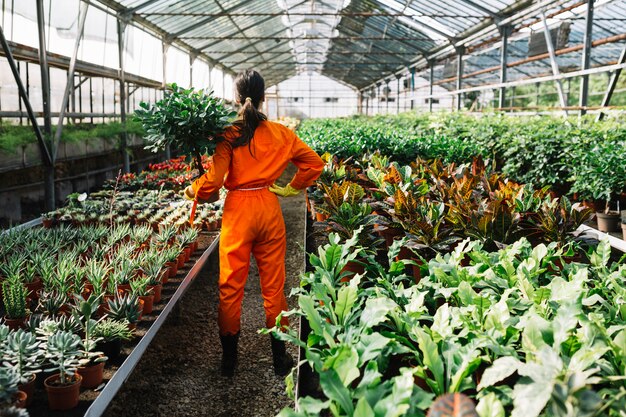 Vista posterior de un jardinero de sexo femenino que sostiene la planta en conserva en invernadero