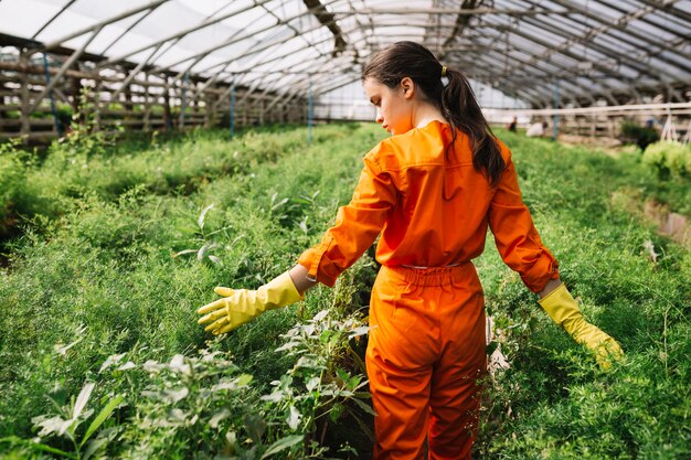 Vista posterior de un jardinero de sexo femenino que toca las plantas en invernadero