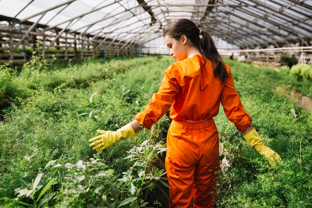 Vista posterior de un jardinero de sexo femenino que toca las plantas en invernadero