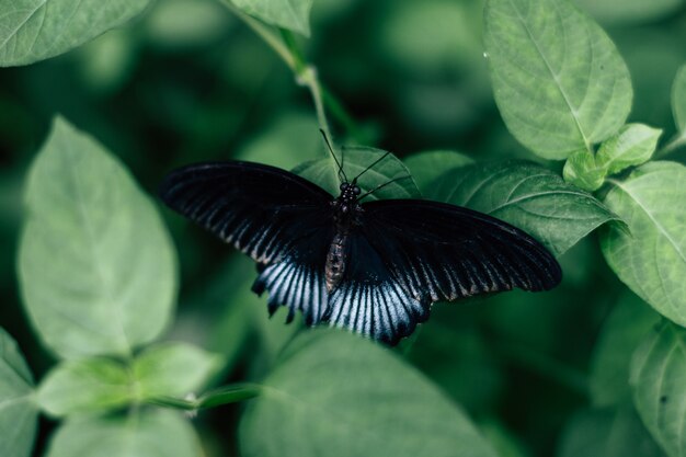 Vista posterior de una mariposa negra y azul en las hojas