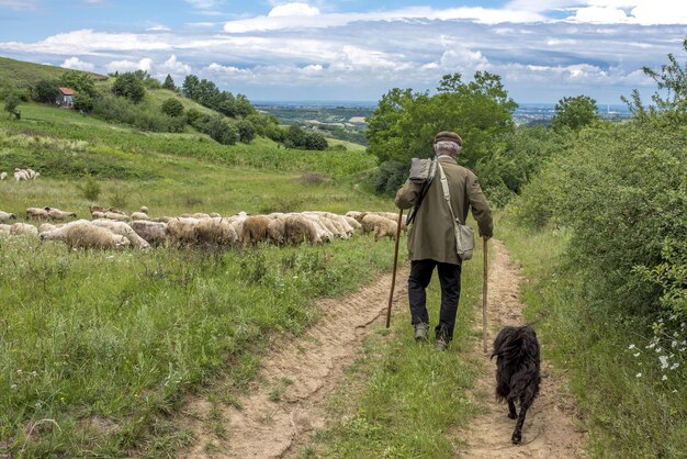 Vista posterior del paisaje de un viejo pastor y un perro caminando hacia sus ovejas en un campo