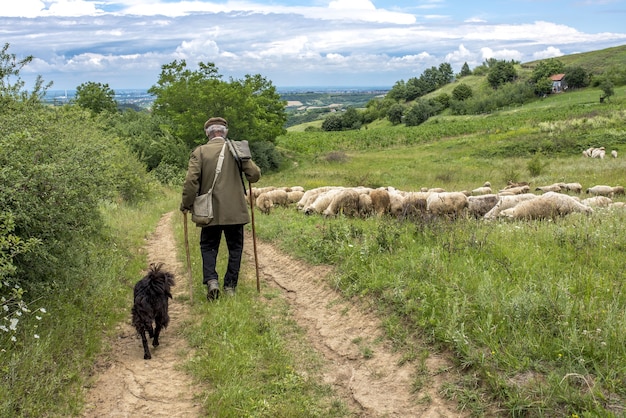 Foto gratuita vista posterior del paisaje de un viejo pastor y un perro caminando hacia sus ovejas en un campo