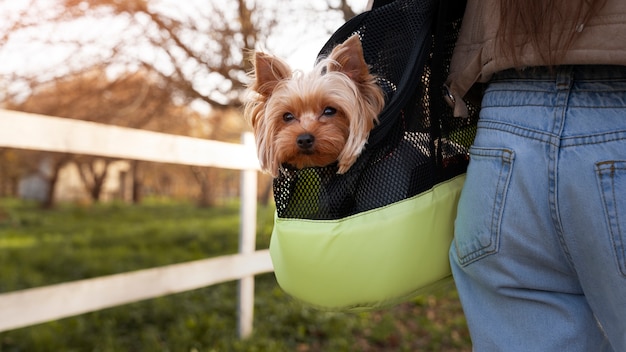 Vista posterior propietario sosteniendo bolsa con perro