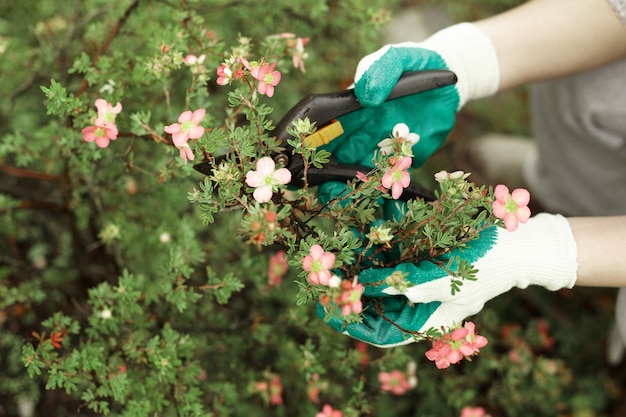 Vista recortada del trabajador de jardinería con guantes protectores mientras poda las plantas