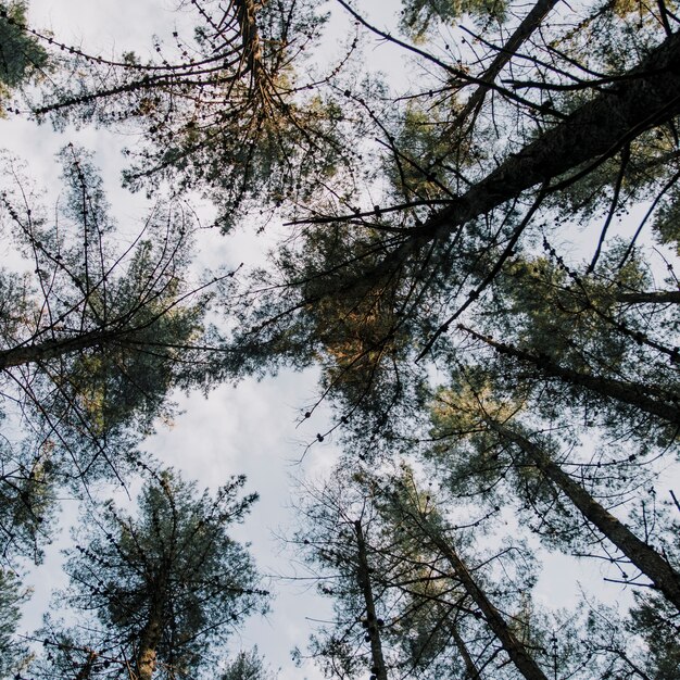 Vista de sección baja de árboles altos en el bosque