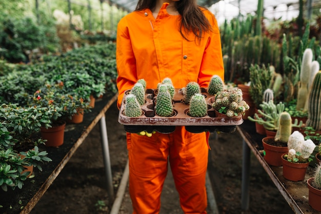 Foto gratuita vista de la sección media de una mujer con plantas suculentas