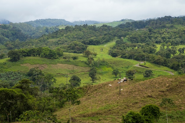 Vista de la selva tropical en clima lluvioso en costa rica