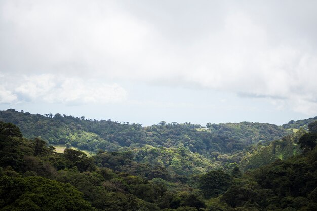 Vista de la selva tropical en costa rica