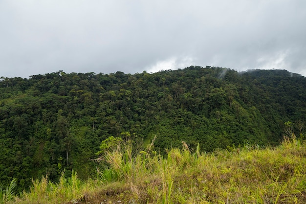 Foto gratuita vista de la selva tropical costarricense verde