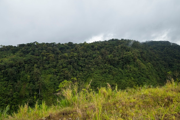 Vista de la selva tropical costarricense verde