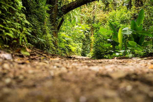 Vista de la selva verde durante la temporada de lluvias