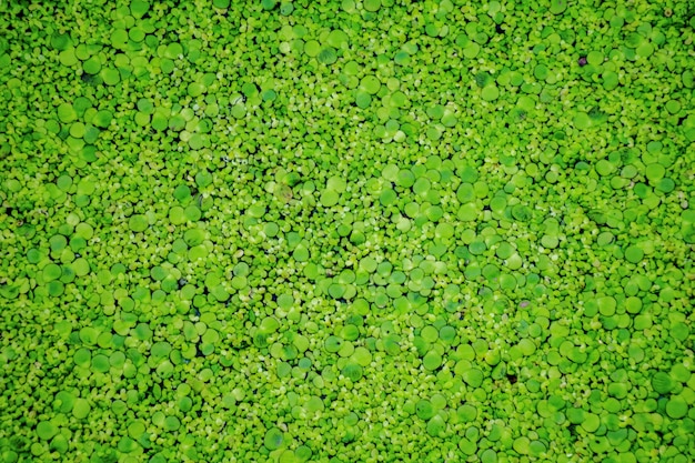 Vista superior del arbusto verde