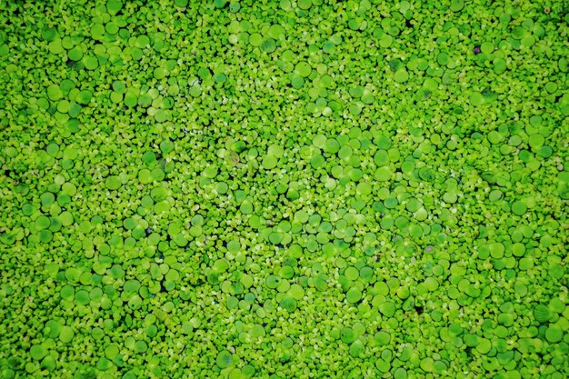 Vista superior del arbusto verde