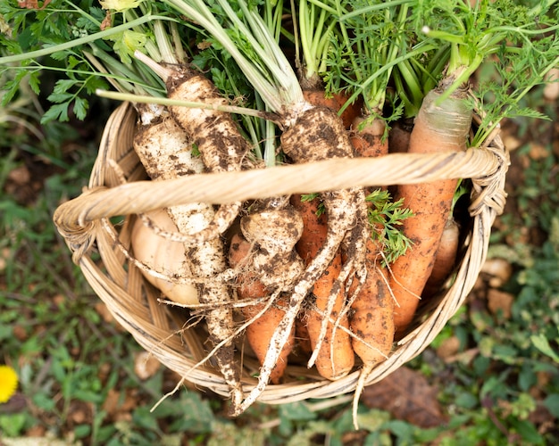 Vista superior cesta con zanahorias y chirivía