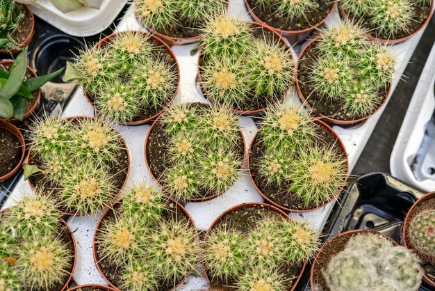 Vista superior colección de cactus en macetas