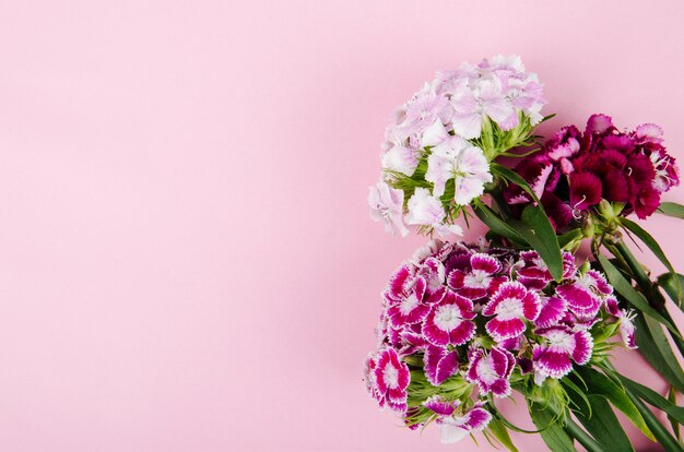 Vista superior de color púrpura y blanco dulce william o flores de clavel turco aisladas sobre fondo rosa con espacio de copia