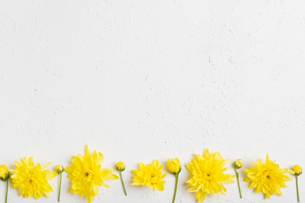 Foto gratuita vista superior de coloridas margaritas de primavera con espacio de copia