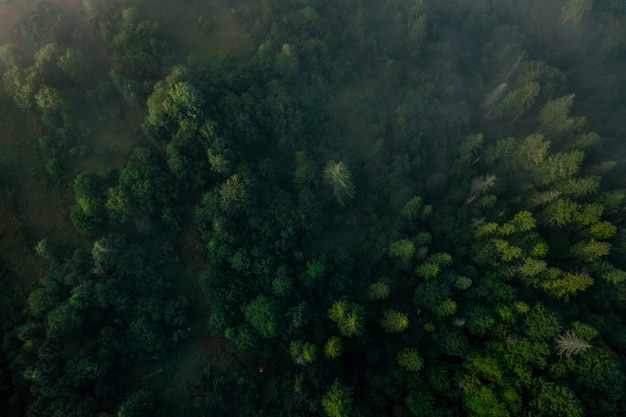 Vista superior del colorido bosque mixto envuelto en la niebla de la mañana en un hermoso día de otoño