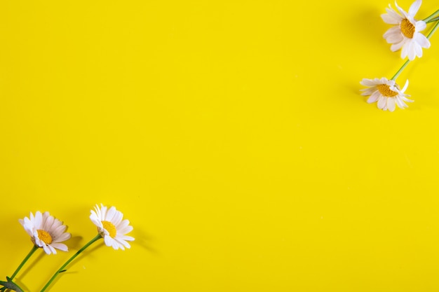 Foto gratuita vista superior copia espacio manzanilla sobre un fondo amarillo