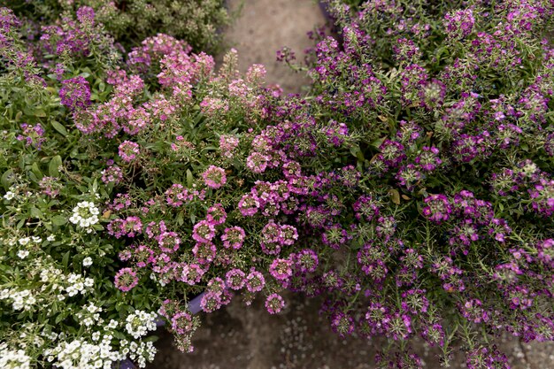 Vista superior decoración con flores de colores