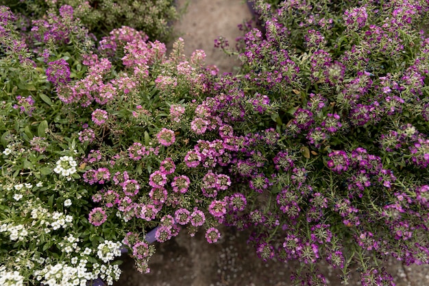 Vista superior decoración con flores de colores