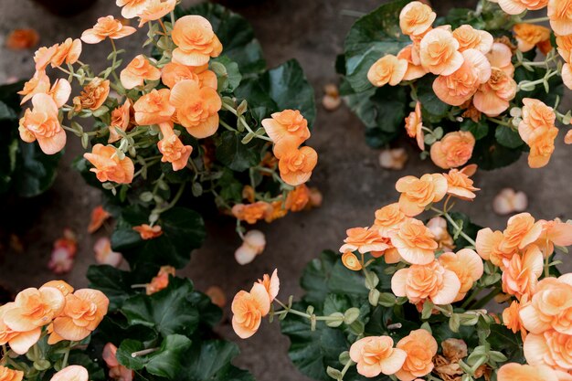 Vista superior decoración con flores naranjas