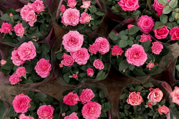 Vista superior decoración con peonías rosas