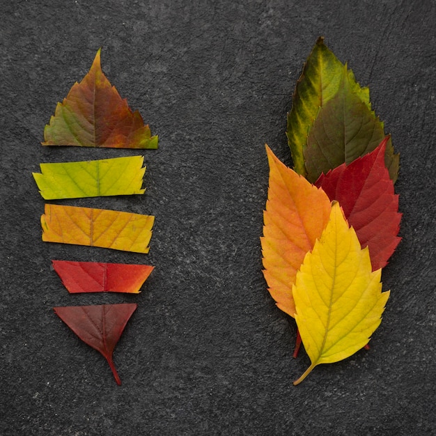 Foto gratuita vista superior de diferentes hojas de otoño.