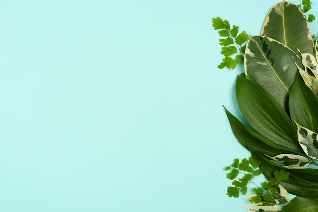 Vista superior de diferentes hojas de plantas con espacio de copia