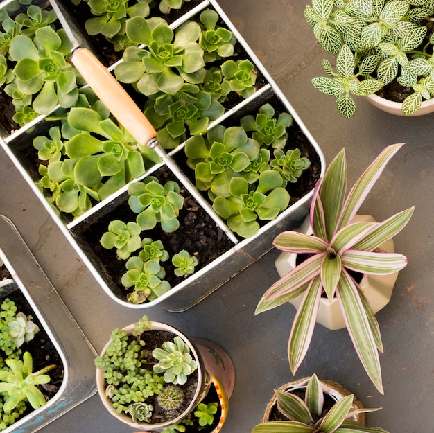 Foto gratuita vista superior de la disposición de diferentes plantas de primer plano