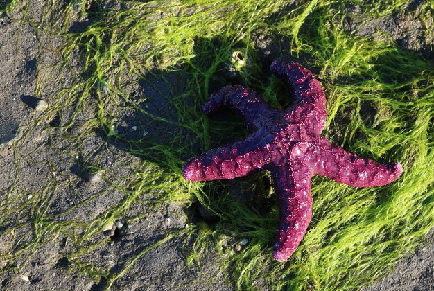 Vista superior de una estrella de mar púrpura sobre un alga