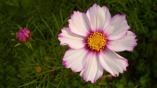 Vista superior de una flor de aster mexicano