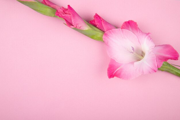 Vista superior de la flor de gladiolo de color rosa aislada sobre fondo rosa con espacio de copia