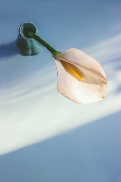Vista superior de la flor de lirio de cala blanca puesta en un jarrón de cerámica verde bajo la luz del sol