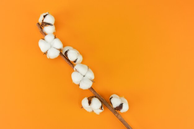 Vista superior de flores de algodón en su rama aislada en escena naranja