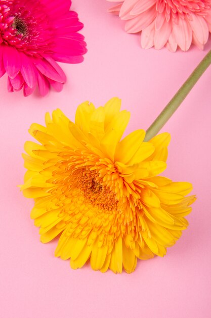 Vista superior de las flores de gerbera de color rosa y amarillo aisladas sobre fondo rosa