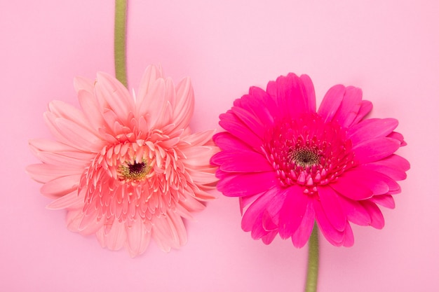 Vista superior de flores de gerbera de color rosa y fucsia aisladas sobre fondo rosa