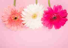 Foto gratuita vista superior de flores de gerbera de color rosa y fucsia blanco aislado sobre fondo rosa con espacio de copia