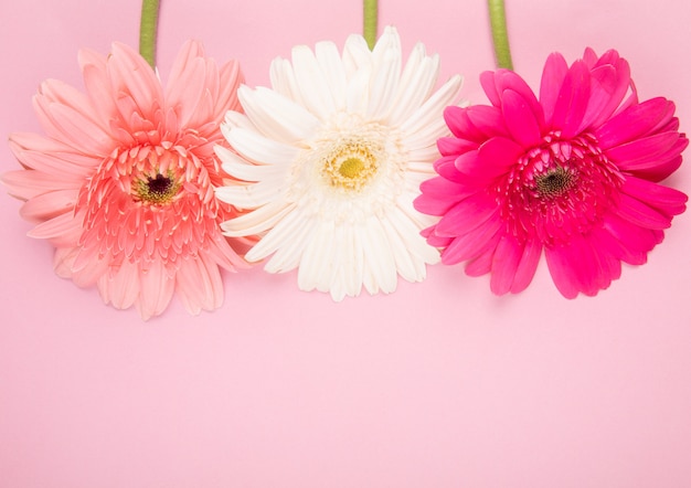 Vista superior de flores de gerbera de color rosa y fucsia blanco aislado sobre fondo rosa con espacio de copia