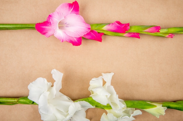 Foto gratuita vista superior de flores de gladiolo de color rosa aislado sobre fondo de textura de papel marrón