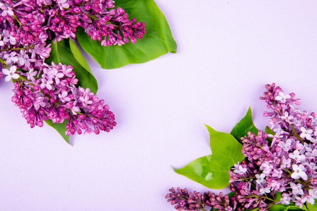 Vista superior de flores lilas aisladas sobre fondo blanco con espacio de copia