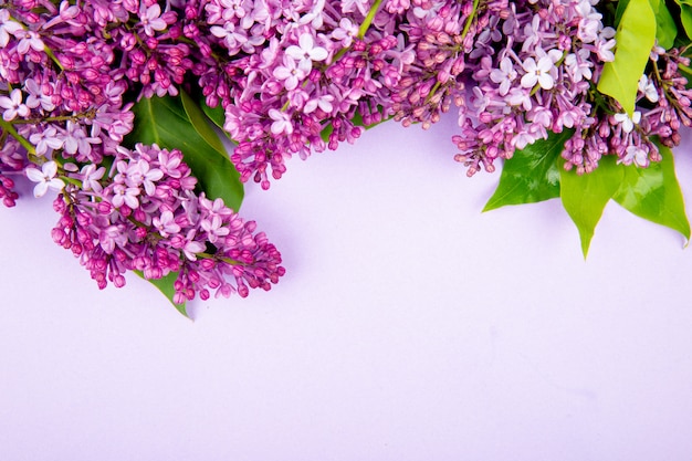 Vista superior de flores lilas aisladas sobre fondo blanco con espacio de copia