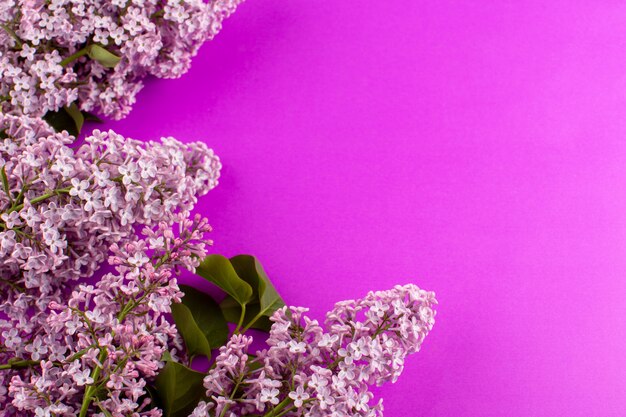 Vista superior flores púrpura diseñado hermoso en el fondo rosa