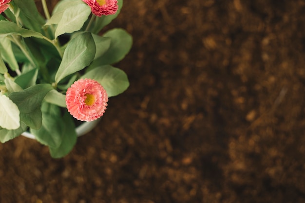 Foto gratuita vista superior de flores en tierra