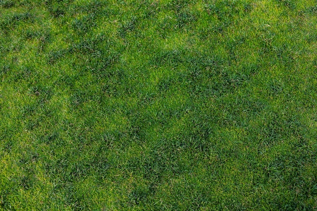 Vista superior del fondo de textura de hierba verde brillante