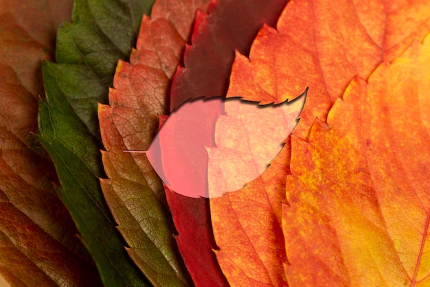 Foto gratuita vista superior forma de hoja temporada de otoño