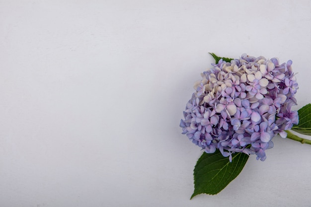 Vista superior de la hermosa flor de gardenzia con hojas sobre un fondo blanco con espacio de copia