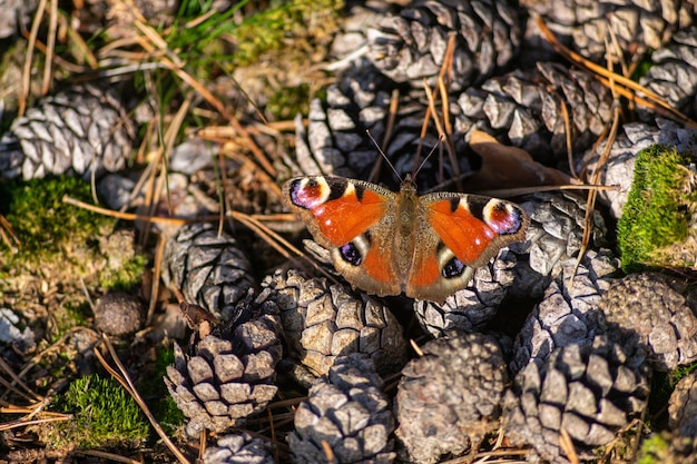 Vista superior de una hermosa mariposa pavo real en la pila de piñas en el suelo del bosque de otoño