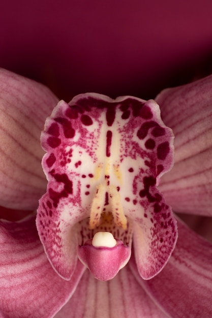 Foto gratuita vista superior hermosa orquídea rosa