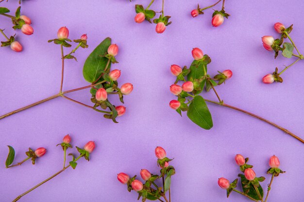 Vista superior de hermosas bayas de hypericum aisladas en superficie violeta